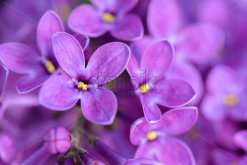 Macro image of spring spring lilac violet flowers, abstract soft floral background - Starpik