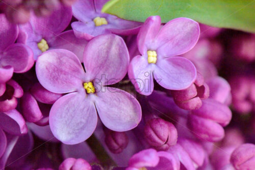 Macro image of spring spring lilac violet flowers, abstract soft floral background - Starpik