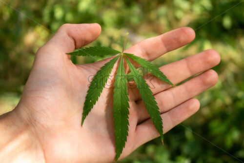 Marijuana leaves in a human hand. Suporting marijuana. Wild breed - Starpik