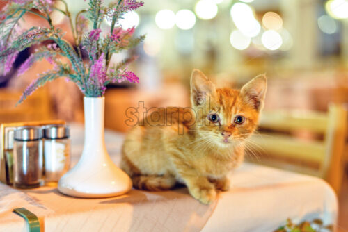 Night view to little cat sitting on restaurant table near flowers looking towards camera. Tables and chairs with nobody on background. Protaras, Cyprus - Starpik