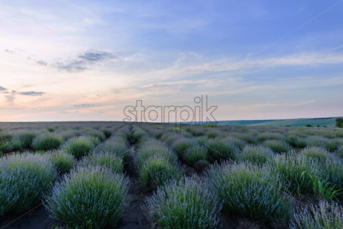 Photo of purple flowers in a lavender field in bloom at sunset, moldova - Starpik