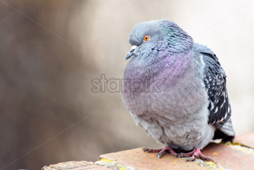 Pigeon sitting on bricks border, posing and looking towards camera. Blurred background. Prague, Czech Republic - Starpik