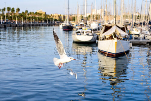 Port Vell at Sunset. Seagulls flying. Boat yachts and palm trees. Beautiful serene sight Rambla de Mar Barcelona, Spain - Starpik