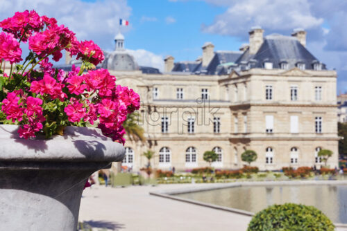 Purple flowers from garden of Luxembourg Palace. Cloudy day. Paris, France - Starpik