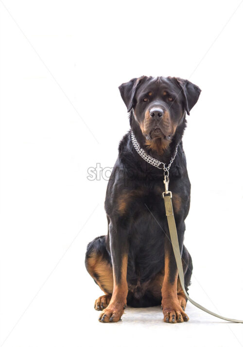 Rottweiler dog on chain isolated on white background - Starpik