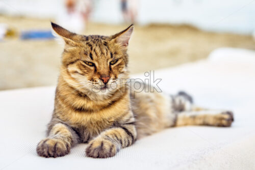 Sunset view to Dragon Li cat laying and chilling on sunchair and looking forward. Konnos Beach, Ayia Napa. Cyprus - Starpik