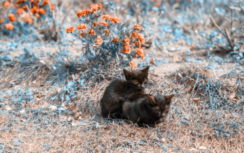 Two kitties sleeping on each other in garden. Orange and teal style photo. Autumn flowers on background. Rasnov Citadel, Romania touristic spots - Starpik