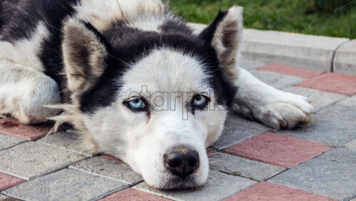 Unhappy husky dog tied up to a pole. Terrible dog masters idea. Protect the dogs idea. Bad dog slavery - Starpik