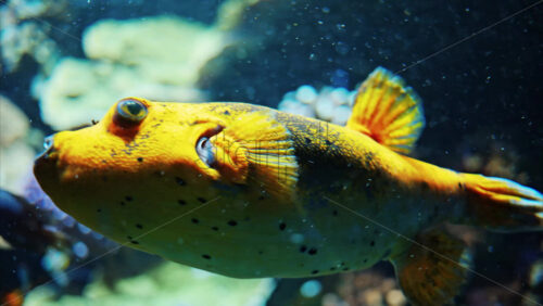 Video Close up of a Blackspotted puffer fish swimming near coral reefs - Starpik Stock