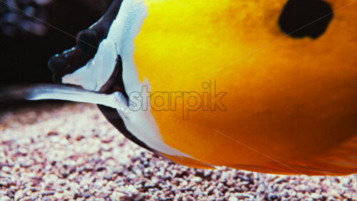 Video Close up of a Blotched foxface fish swimming near coral reefs - Starpik Stock