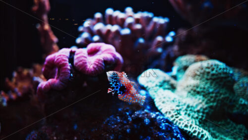 Video Close up of a Macropharyngodon bipartitus fish swimming near colourful coral reefs - Starpik Stock