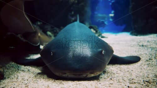 Video Close up of a Nurse shark in the water - Starpik Stock