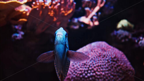 Video Close up of a Red Sea sailfin tang fish swimming near coral reefs - Starpik Stock