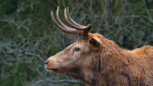 Video Close up of a Red deer chewing on a green background - Starpik Stock