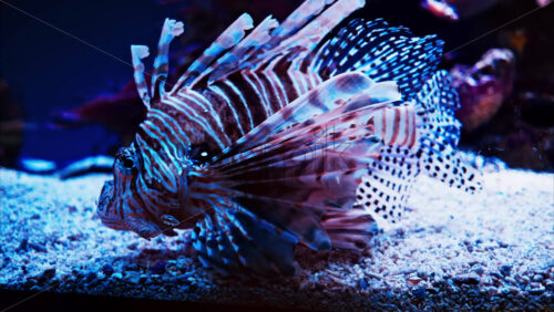 Video Close up of a Red lionfish swimming near coral reefs - Starpik Stock