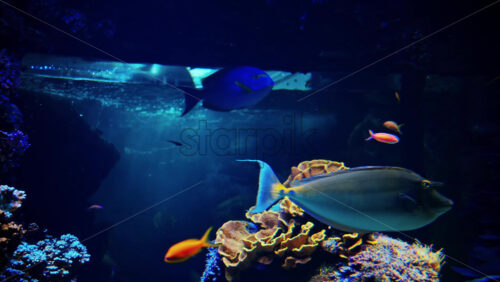 Video Close up of a Whitemargin unicornfish swimming near coral reefs - Starpik Stock