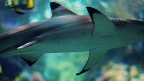 Video Close up of a blacktip shark swimming near coral reefs - Starpik Stock