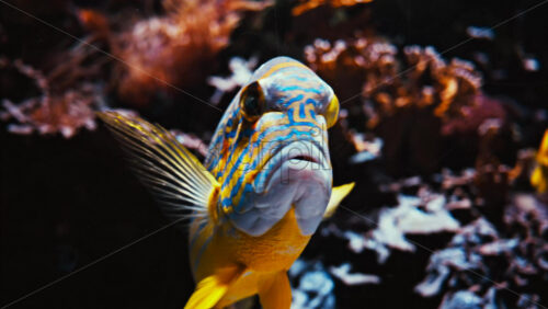 Video Close up of a sailfin snapper fish swimming near coral reefs - Starpik Stock