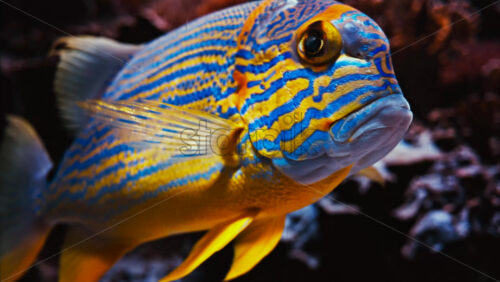 Video Close up of a sailfin snapper fish swimming near coral reefs - Starpik Stock