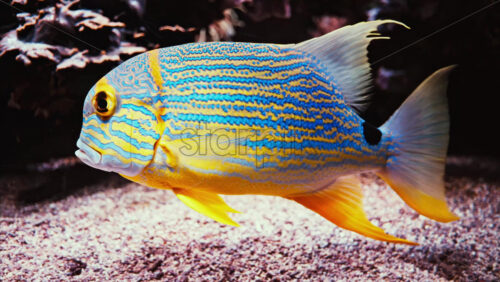 Video Close up of a sailfin snapper fish swimming near coral reefs - Starpik Stock