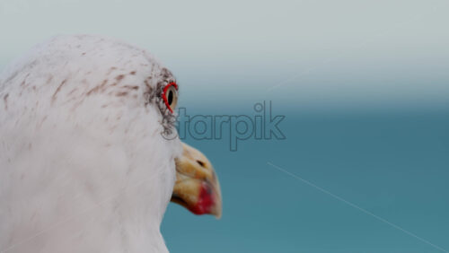 Video Close up of a seagull at the beach with a blurry view of the sea on the background - Starpik Stock