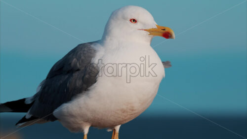 Video Close up of a seagull at the beach with a blurry view of the sea on the background - Starpik Stock