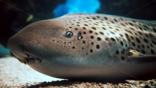 Video Close up of a zebra shark in the water - Starpik Stock