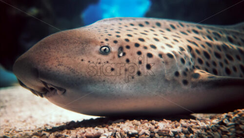 Video Close up of a zebra shark in the water - Starpik Stock