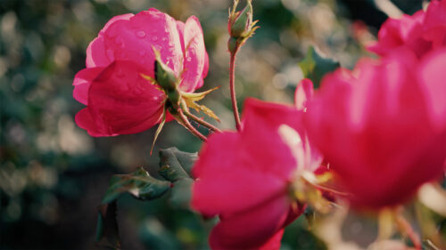 Video Close up of pink roses with water drops in a garden - Starpik