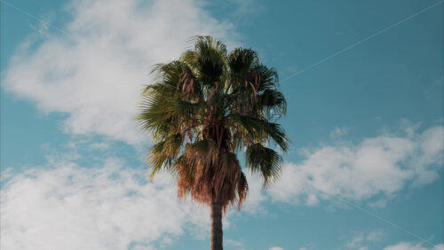 Video Low angle view of a palm tree on a blue sky background in daylight - Starpik Stock