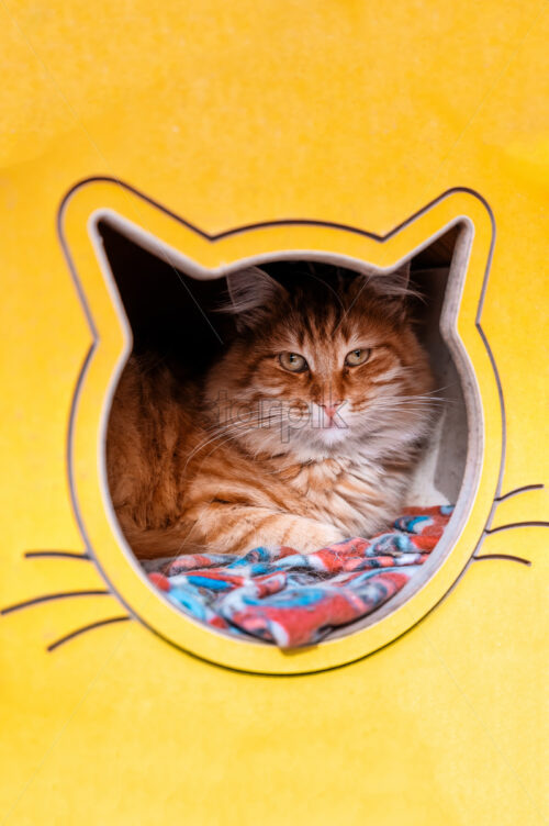 View of a street cat looking in the camera in a booth in Istanbul, Turkey - Starpik