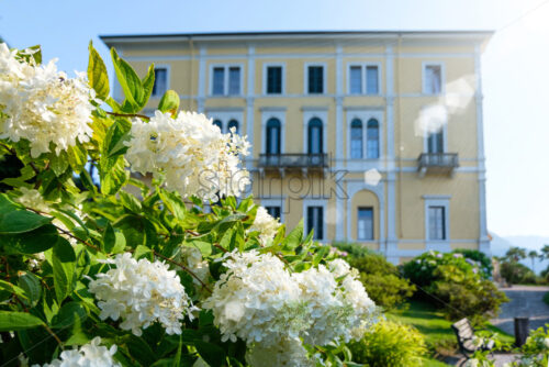 Villa backyard with flowers and garden, Bellagio, Italy - Starpik