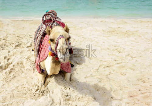 camel lying on the beach of Dubai, UAE - Starpik