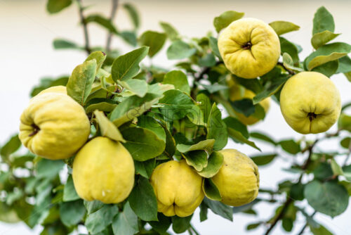 quince growing on the tree, autumn harvest - Starpik