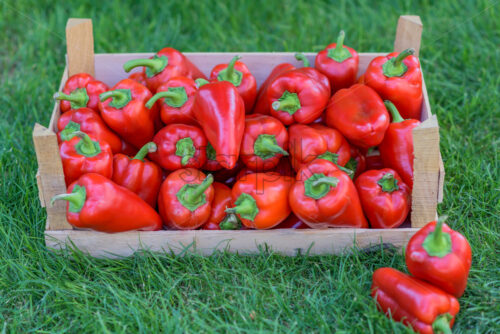 red peppers in a wooden box fresh harvest - Starpik