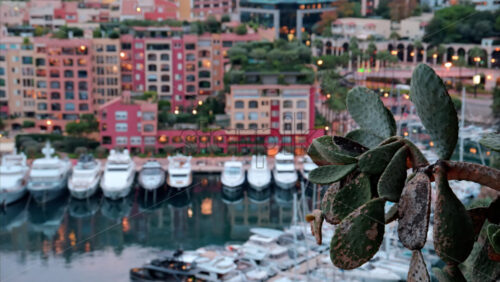 video Close up of a cactus with a view of boats docked in the Port de Fontvieille with the skyline of Monaco on the background in the evening - Starpik Stock