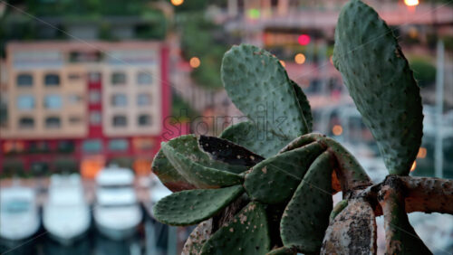 video Close up of a cactus with a view of boats docked in the Port de Fontvieille with the skyline of Monaco on the background in the evening - Starpik Stock