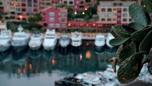 video Close up of a cactus with a view of boats docked in the Port de Fontvieille with the skyline of Monaco on the background in the evening - Starpik Stock