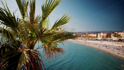 video Close up of a palm tree with a view of the coastline of Nice, France on the background - Starpik Stock