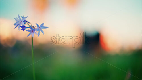 video Close up of purple flowers with a blurred view of the Jardin des Poetes garden in Antibes, France at sunset - Starpik Stock