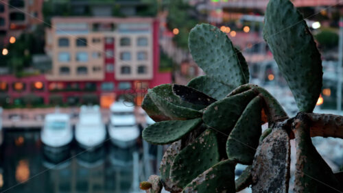 video View of boats docked in the Port de Fontvieille with the skyline of Monaco on the background in the evening - Starpik Stock